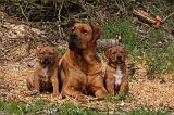 TOSA INU 425